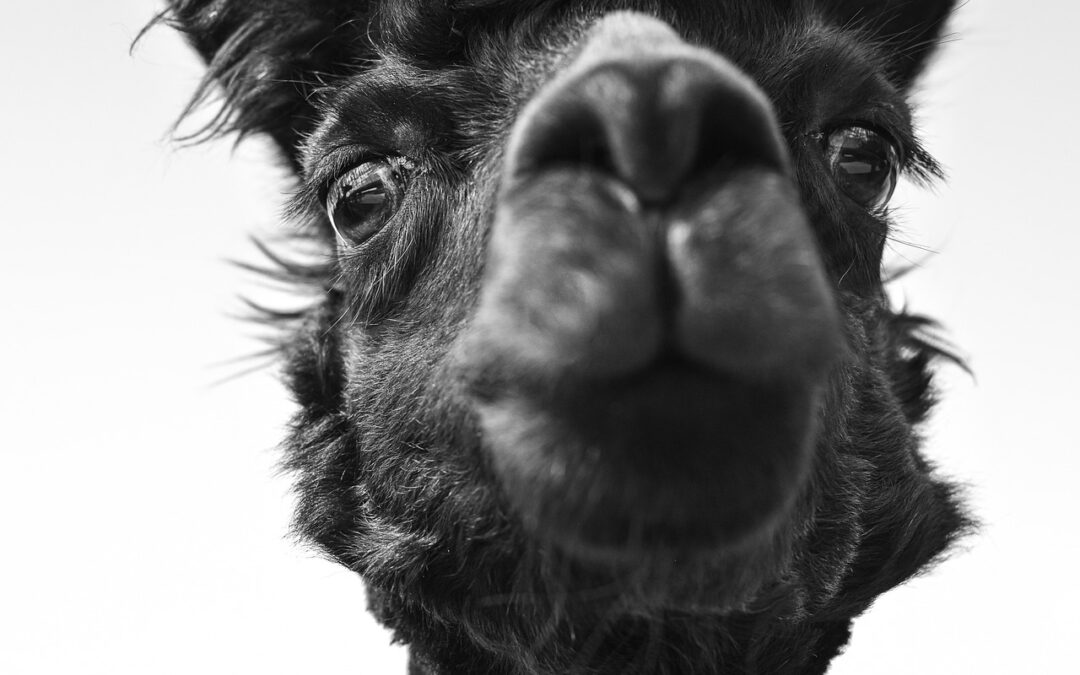 Program Bantuan Sosial di Desa Kamal: Meningkatkan Kesejahteraan Masyarakat