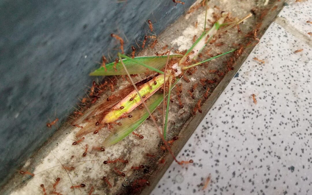 Laporan Tahunan Program Bantuan Sosial di Desa Kamal