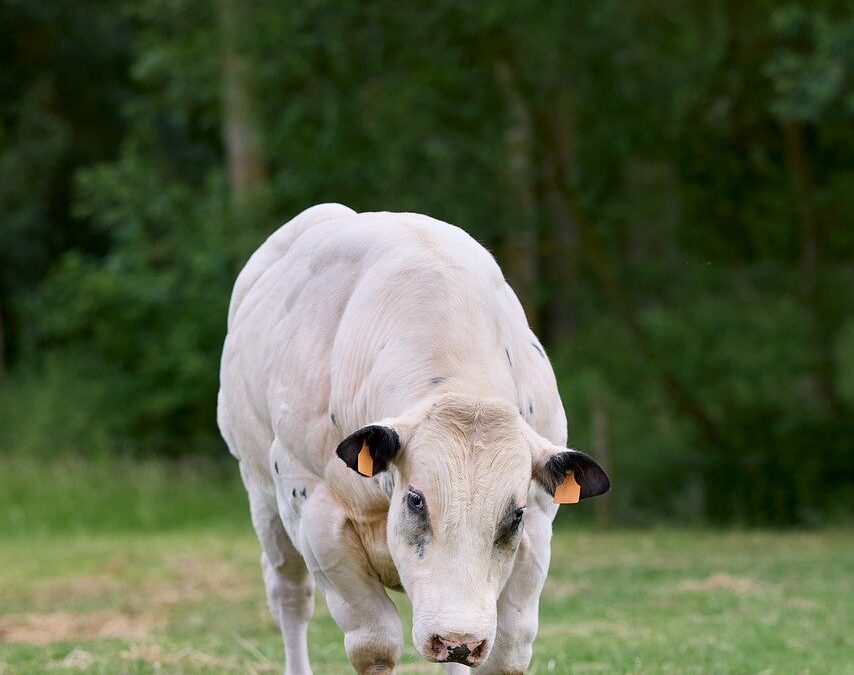 Analisis Kritis Program Bantuan Sosial di Desa Kamal