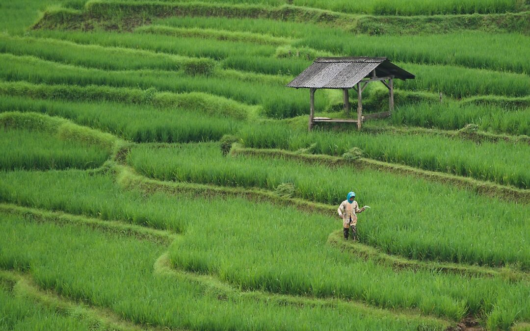 Membangun Kemandirian Ekonomi di Desa Kamal